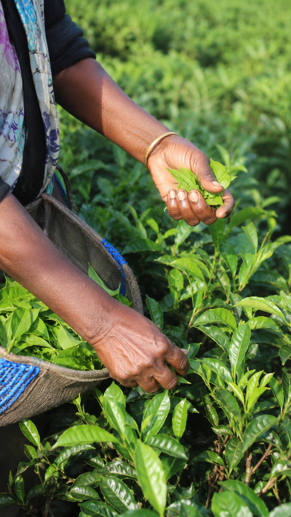 Tea garden path in Assam